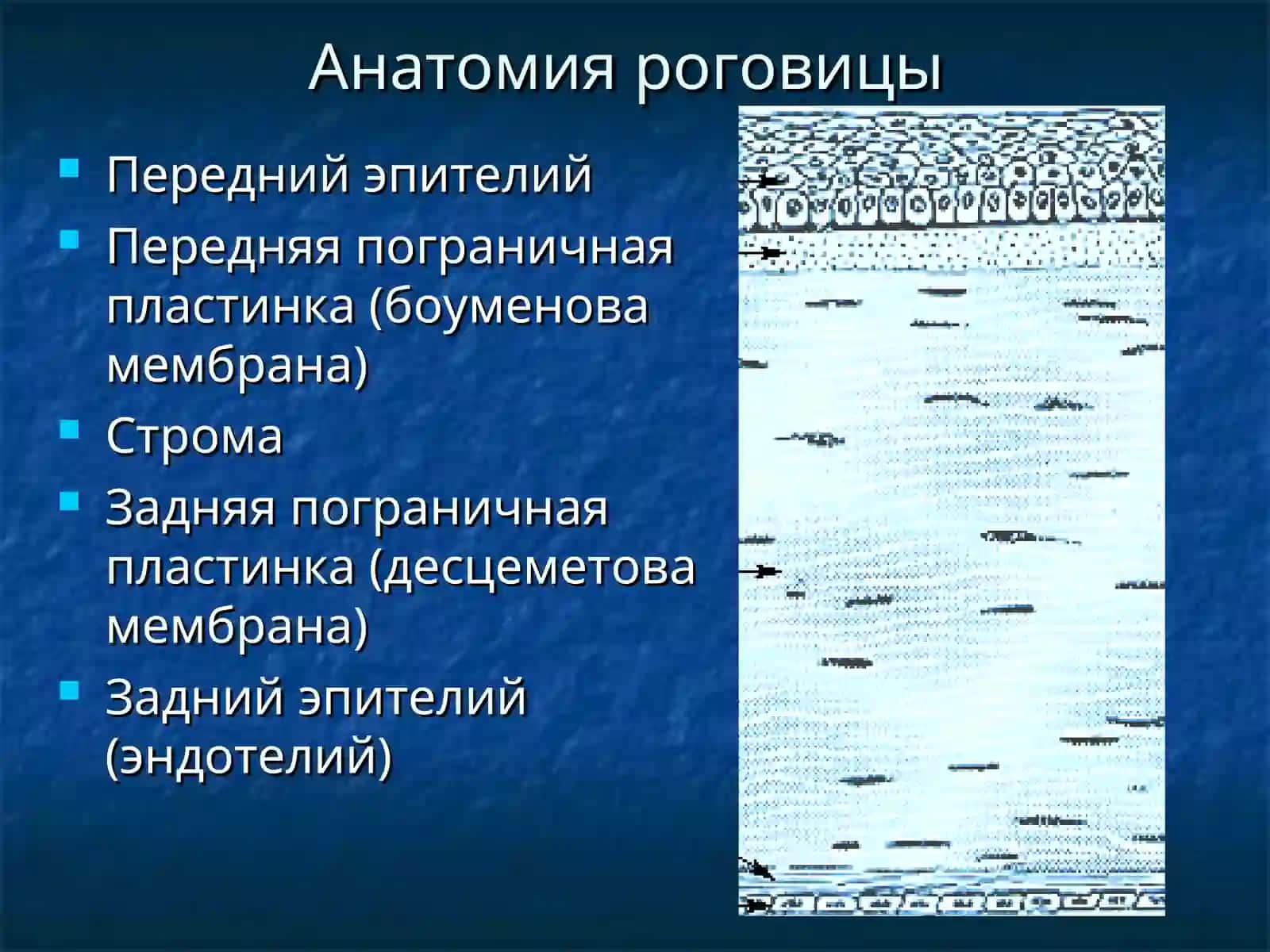 Воспалительные заболевания роговицы и склеры 3
