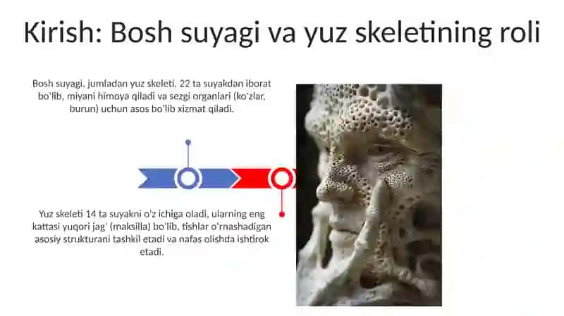 Yuz suyaklari anatomiyasi 3