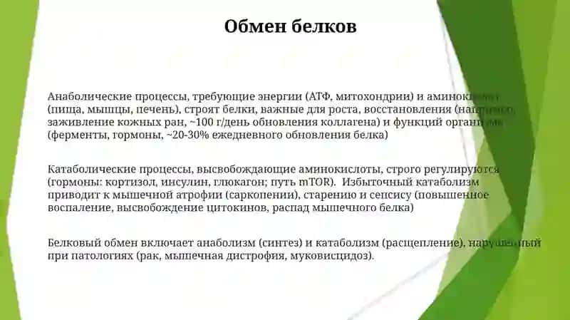 Катаболизм и анаболизм. Его нормальные и патологические состояния изменения 3