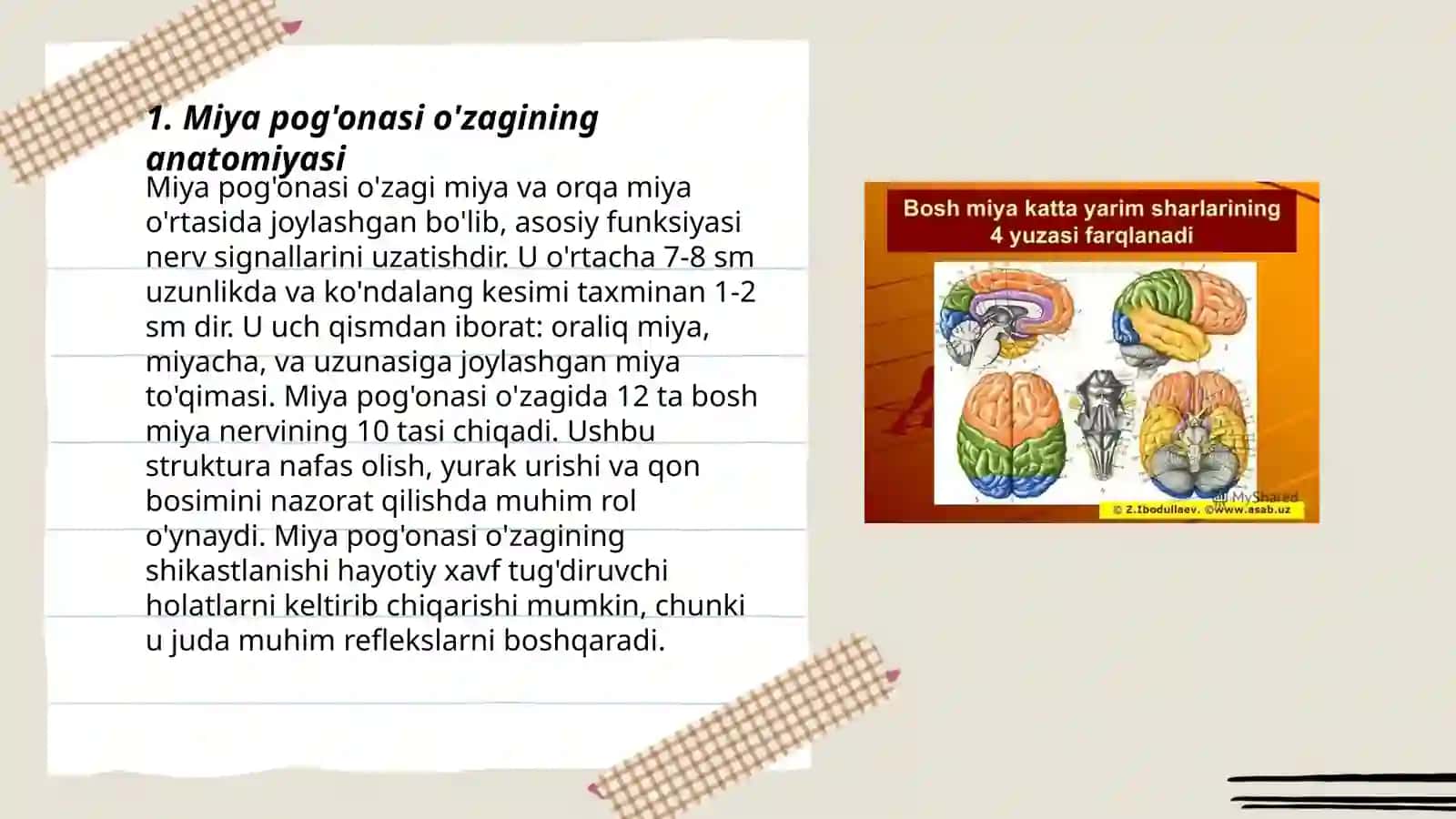 Miya pog'onasi o'zaklari va uning ahamiyati 3