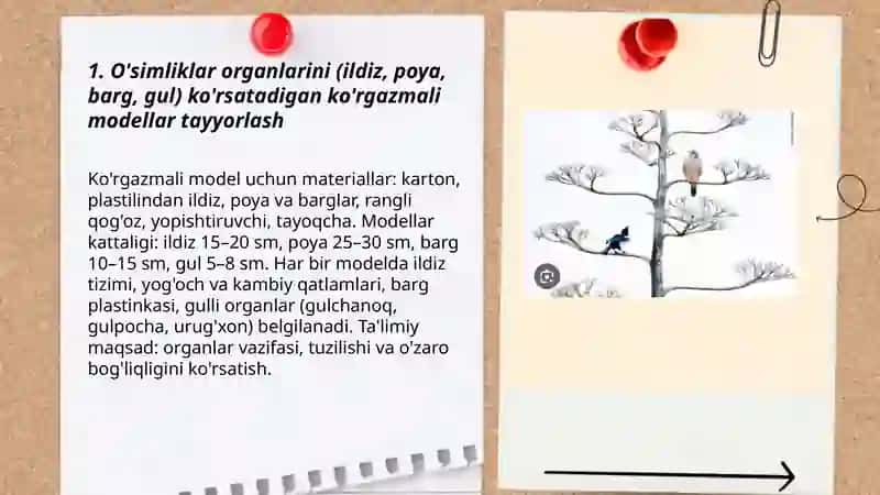 Tabiatshunoslik fanidan ko'rgazmali qurollar 3