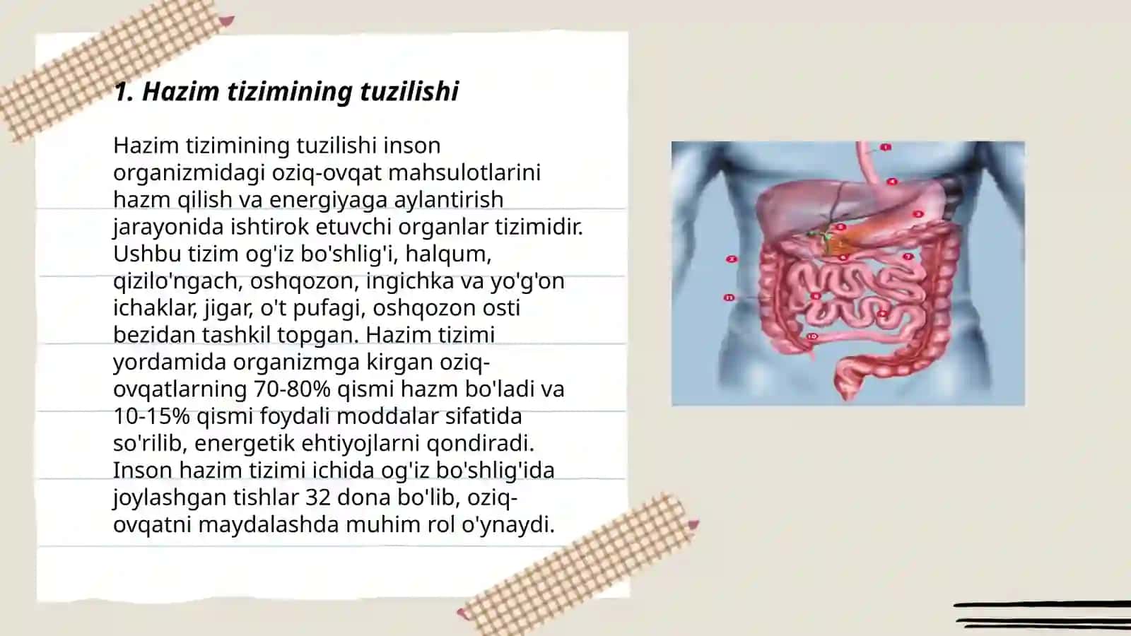 Hazim sistemasi.Oshqozon 3