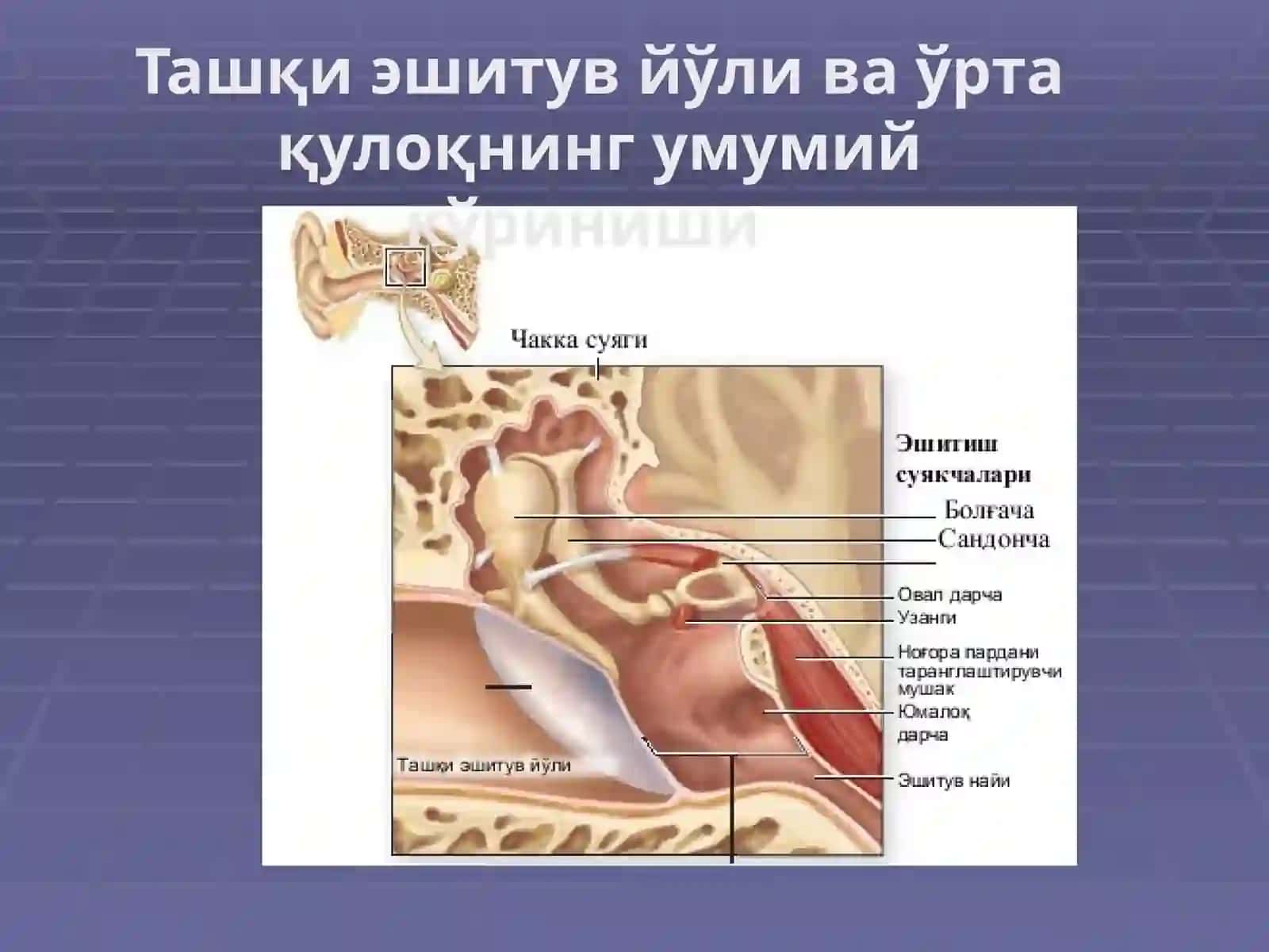 TTA Stomatologiyayonalishitalabasi Olimov Abduxakimning Gistologiya fanidan mustaqilishi 3