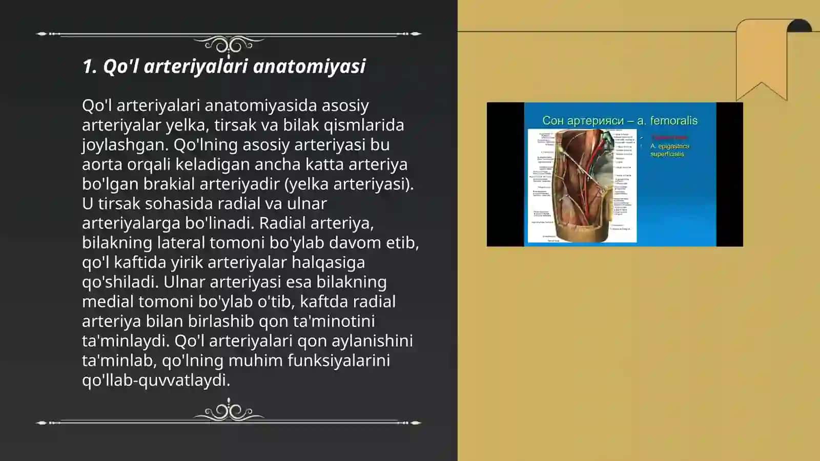 Qo'l va oyoq arteriyalari, tarmoqlari, pulsasiya nuqtalari 3