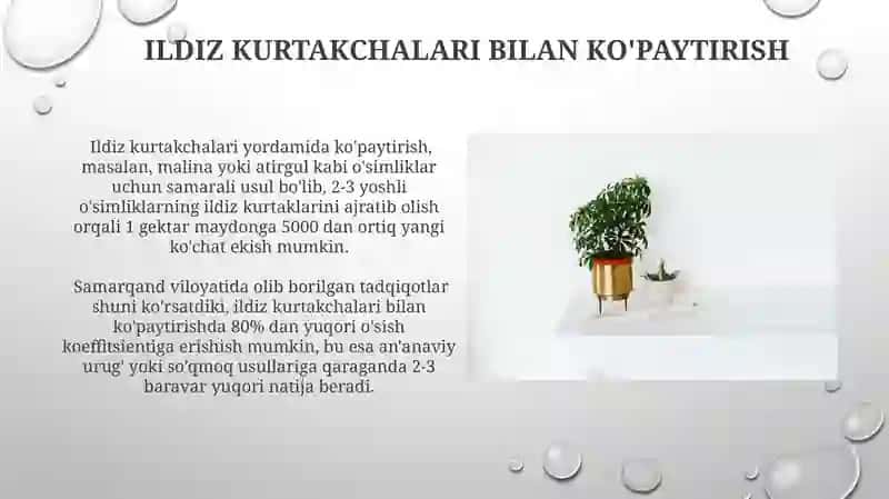 Vegetativ ko'payishning afzalliklari va kamchiliklari 3