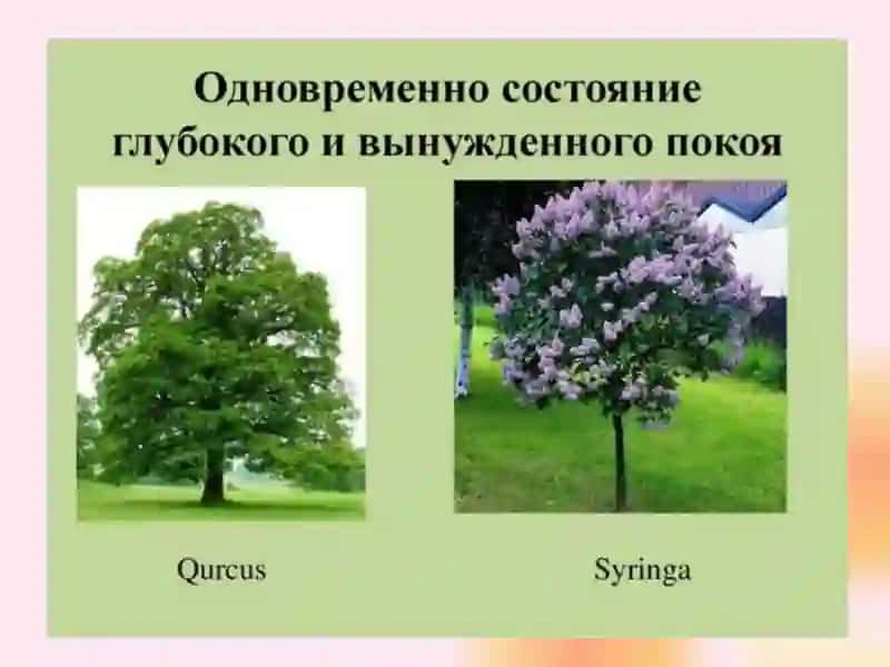 ФИЗИОЛОГИЧЕСКИЕ ОСНОВЫ ПОКОЙ РАСТЕНИЙ 3
