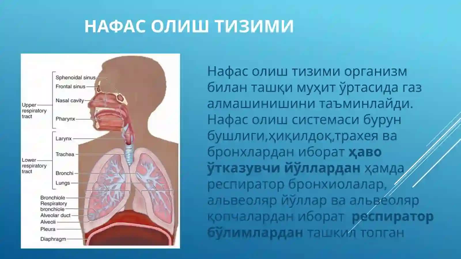 Нафасолиш тизими 3