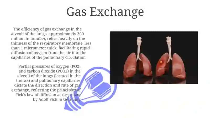 Pulmonary physiologiya 3