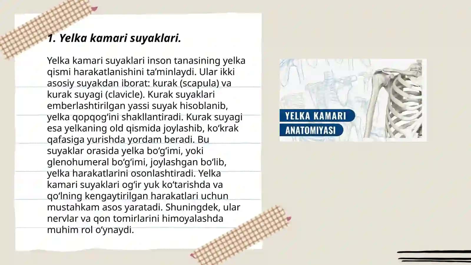 Yelka kamari va qo’l erkin qismi suyaklarining birlashuvi: xosil bolishi tuzilishi harakat oqlari va sathlari by Qobuljonova Dinora 3