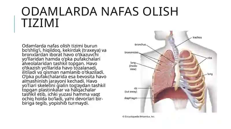 Nafas olish a’zolari tizimi 3