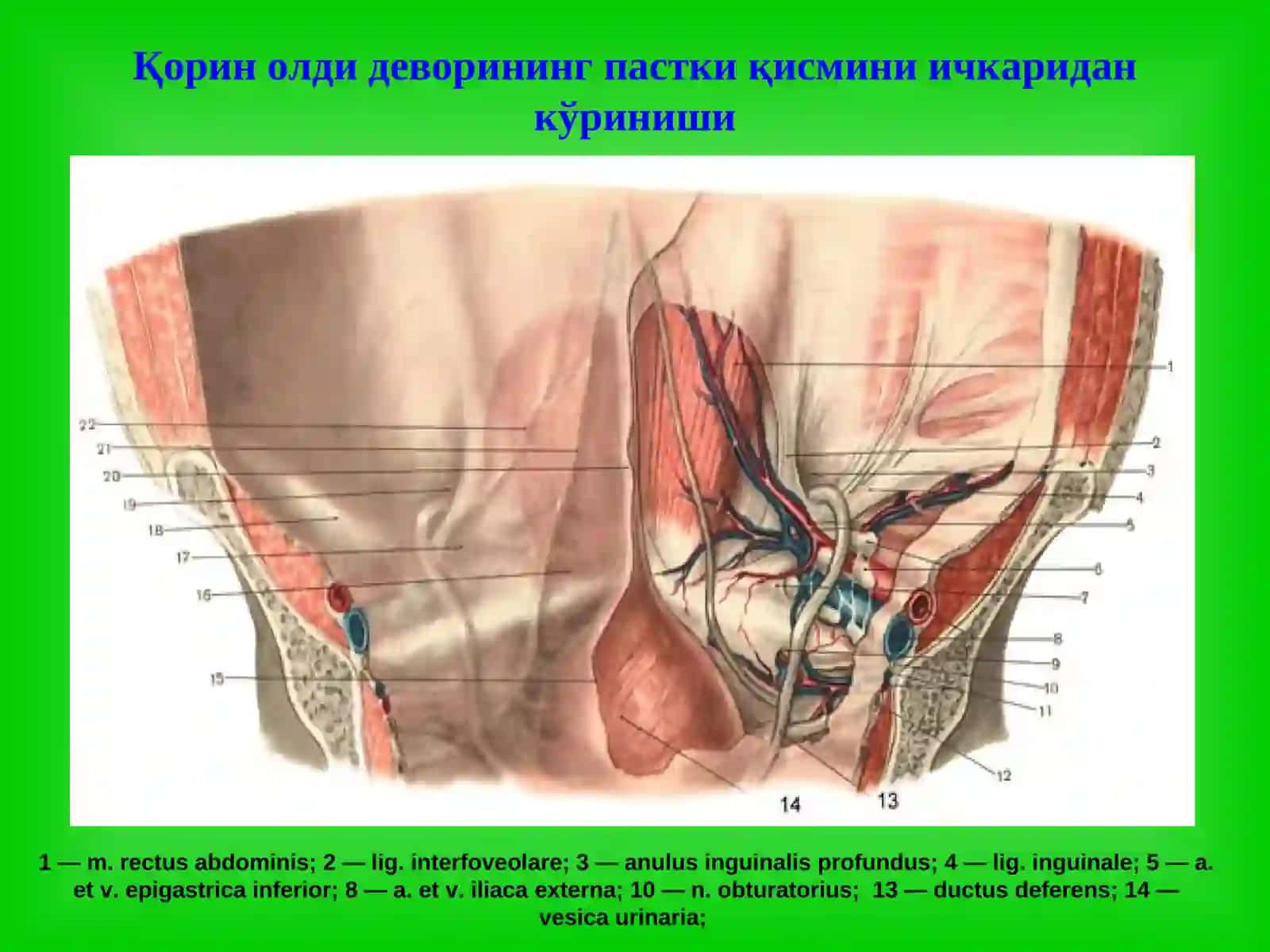 Чов, сон, киндик ва қорин оқ чизиғи чурралари 3