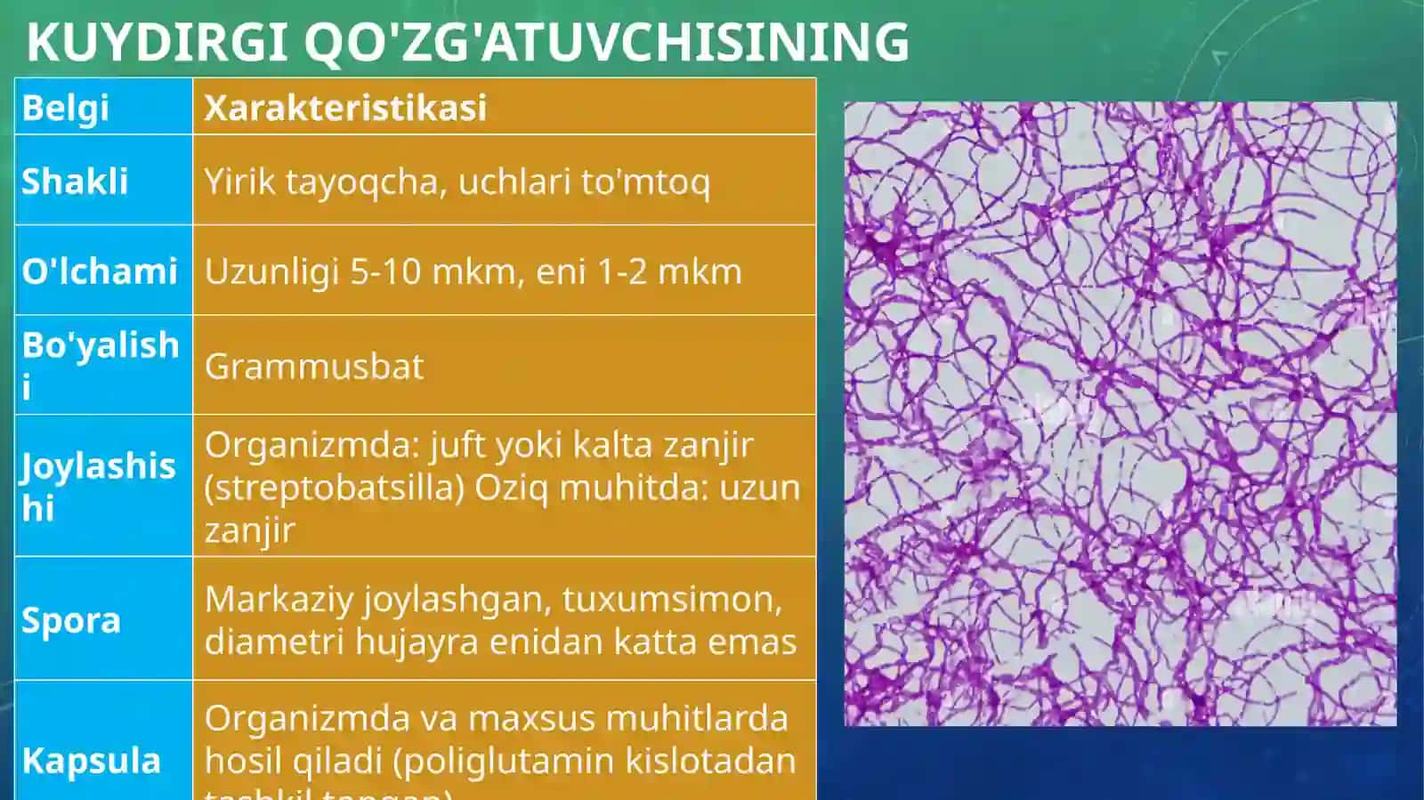 O'TA XAVFLI INFEKSIYALAR: KUYDIRGI VA BRUTSELLYOZ QO'ZG'ATUVCHILARINI TASNIFI VA LABORATORIYA TASHXISI 3