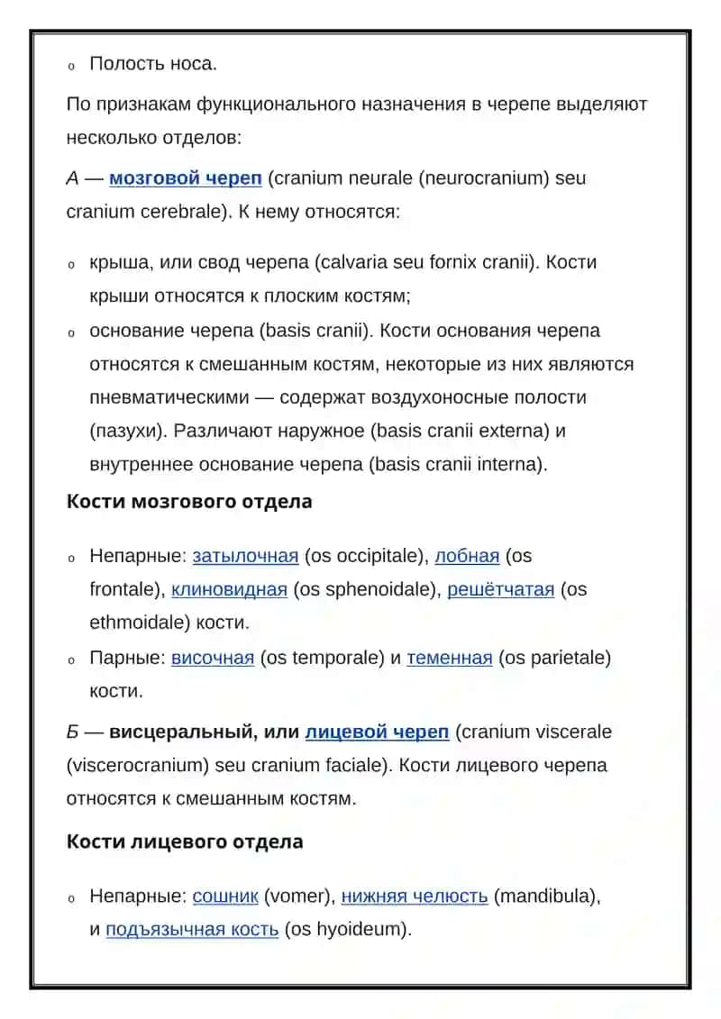 Череп человека 3
