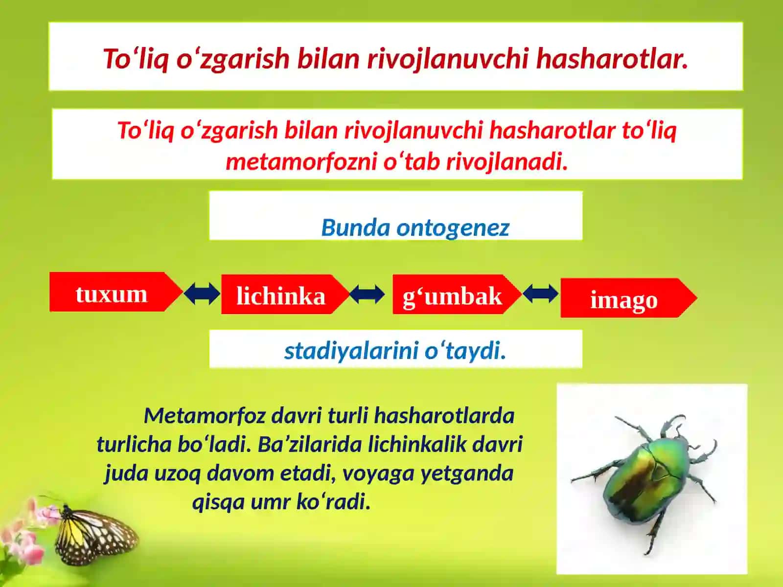 To‘liq O‘zgarish Bilan Rivojlanuvchi Hasharotlar 3