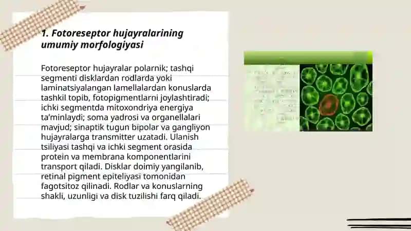 Fotoresepsiyaning morfologik asoslari 3