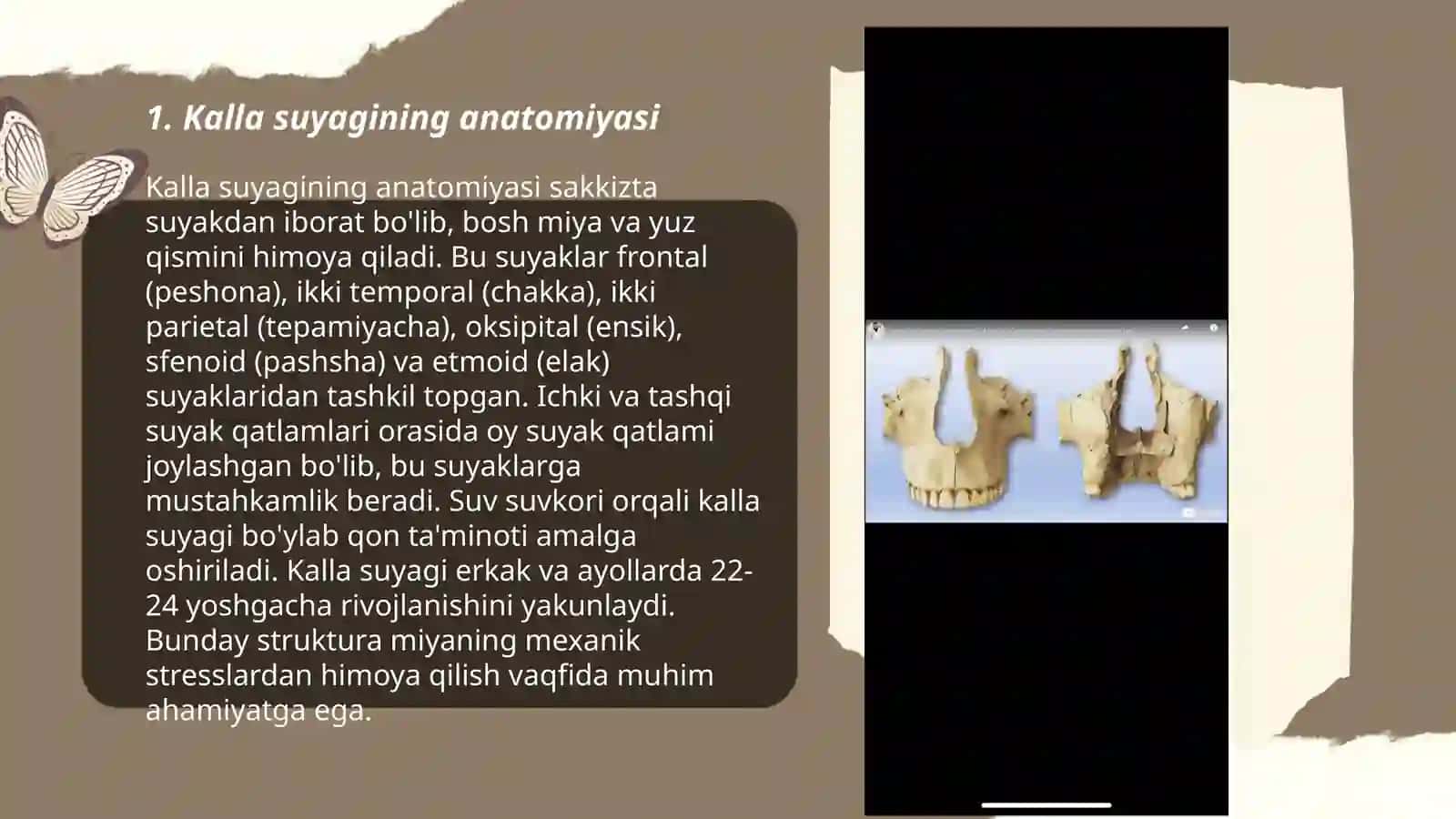 Kalla suyaklari, yuqori jag suyaklari 3