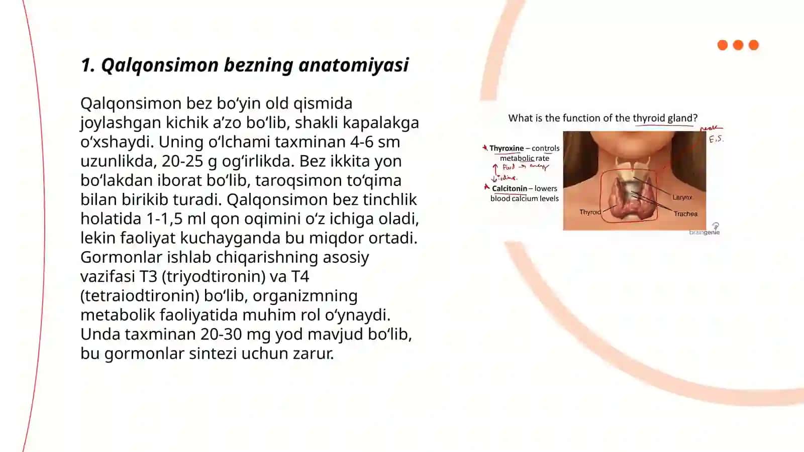 Qalqonsimon bez, qalqonsimon oldi bezi, ayrisimon bez, oshqozon osti bezi, jinsiy bezlar fiziologiyasi 3