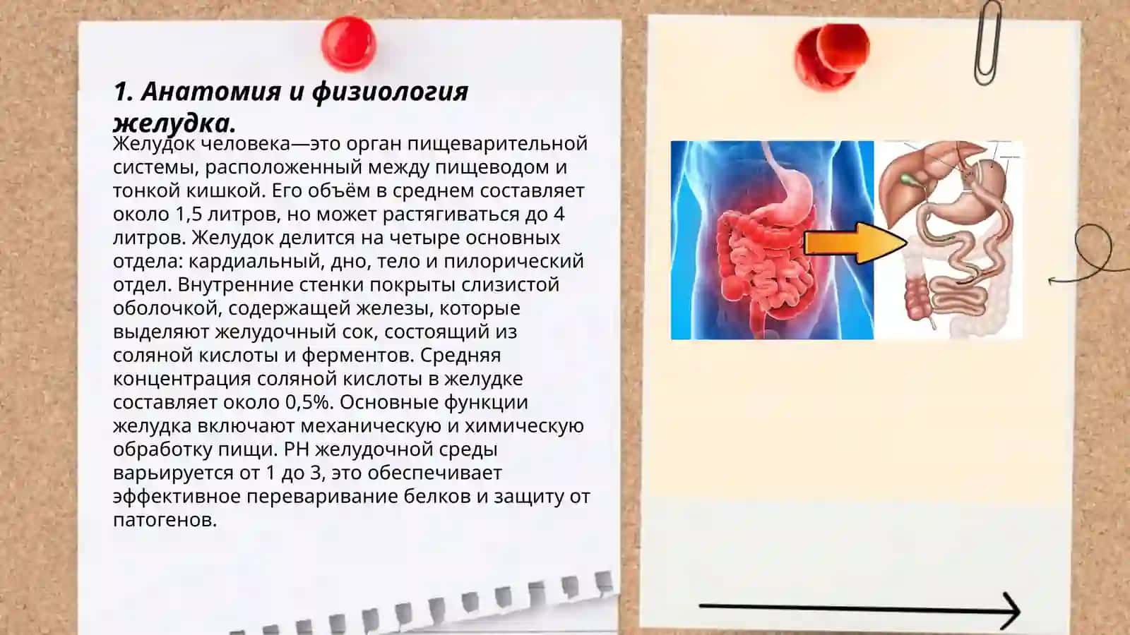 Oshqozonning ish faoliyati, uning patalgik holatlari va davolash usullari 3