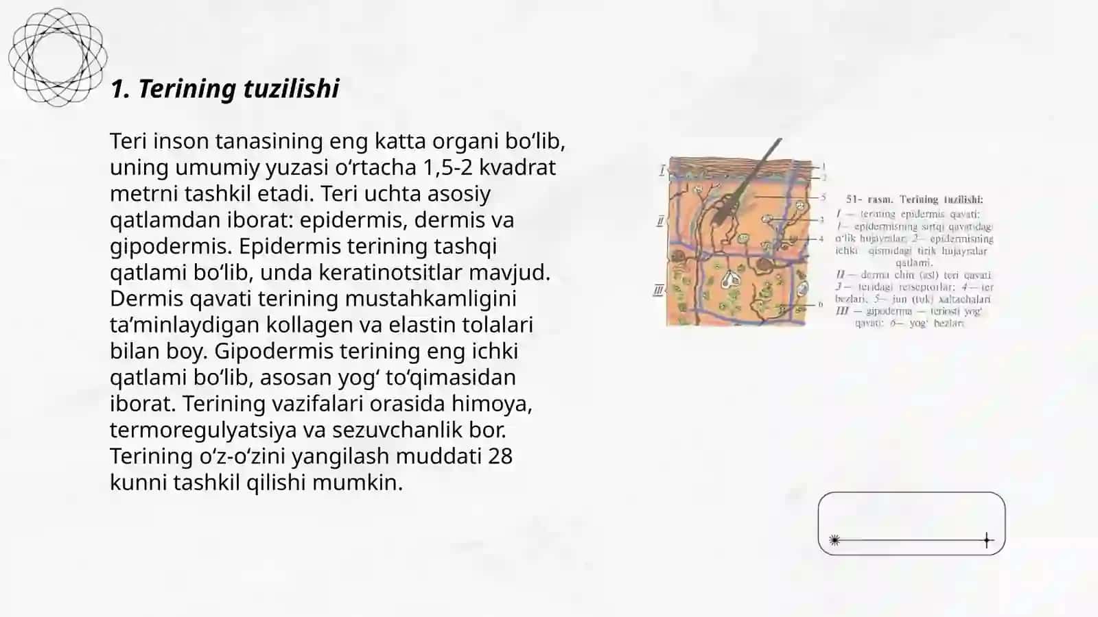 Teri va uning hosilalari 3