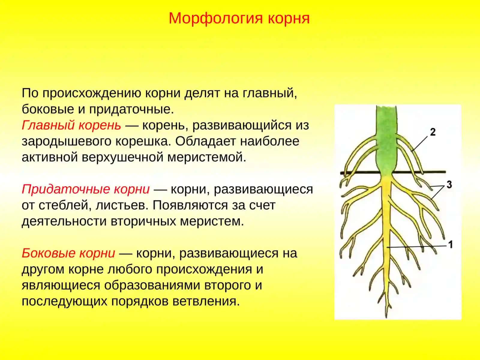 Корень 3