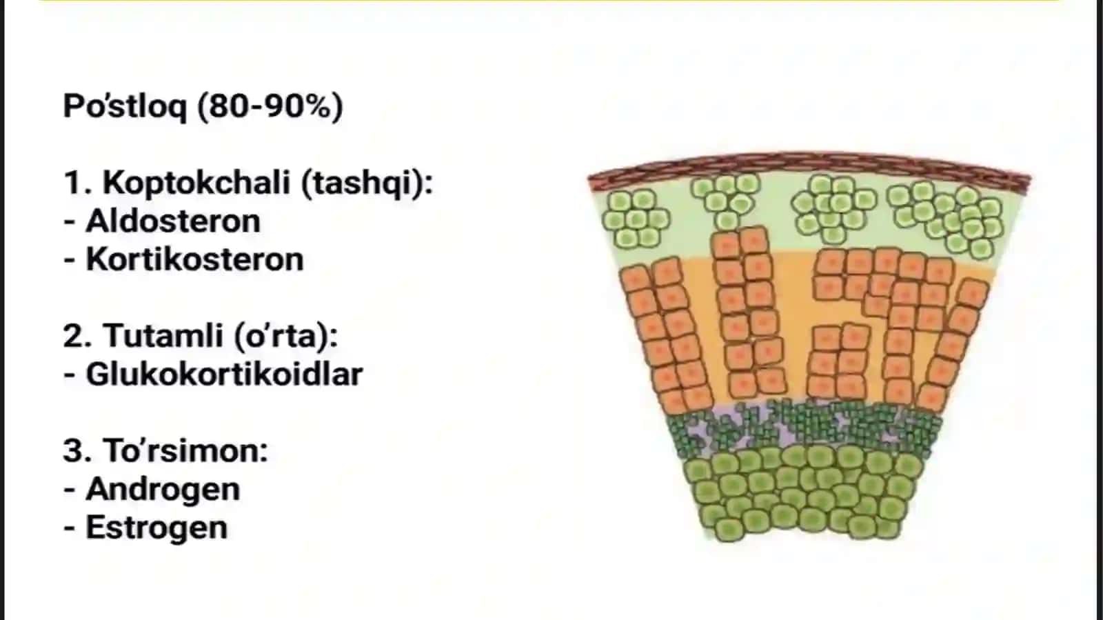 BUYRAK USTI BEZI FIZIOLOGIYASI 3