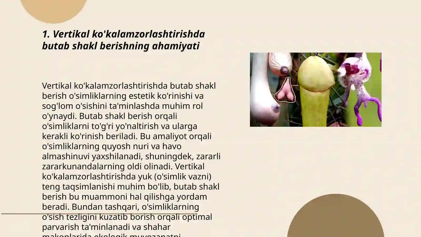 Vertikal kòkalamzorlashtirishda butab shakil beriladigan daraxt-buta òsimliklardan foydalanish 3