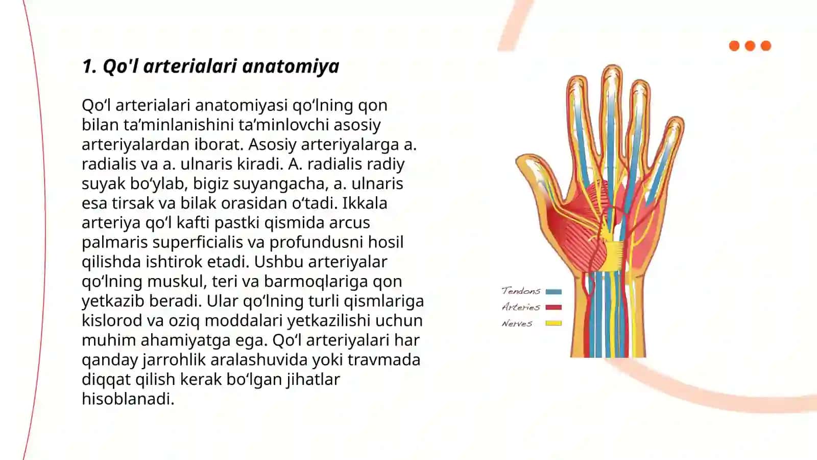 Qo'l va oyoq arterialari:tarmoqlari,pulsatsiya nuqtalari 3