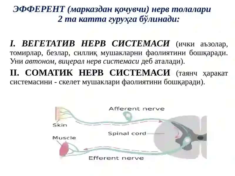 M-Н холиномиметиклар 3