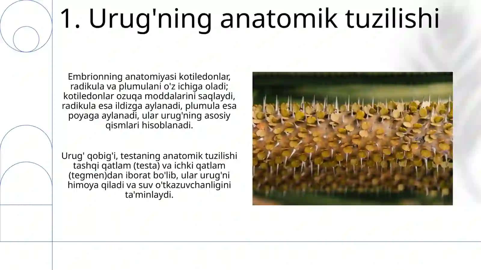 Donlarning anatomik va morfologik tuzilishi 3