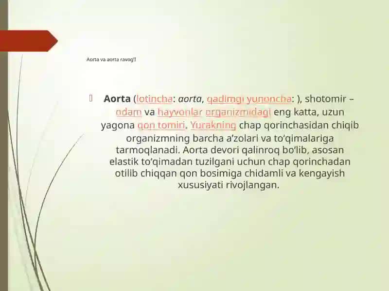 Aorta va aorta ravogi 3
