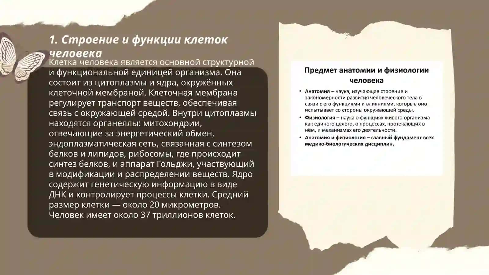 Анатомия и физиология человека 3
