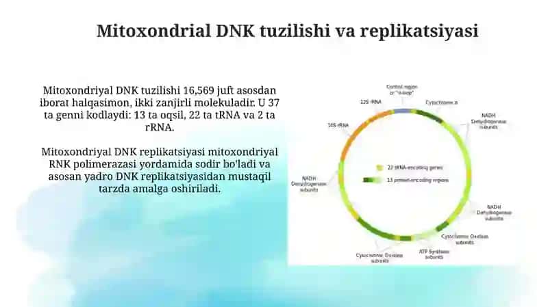 Mitoxondrial DNK tuzilishi va mitoxondrial kasalliklar 3