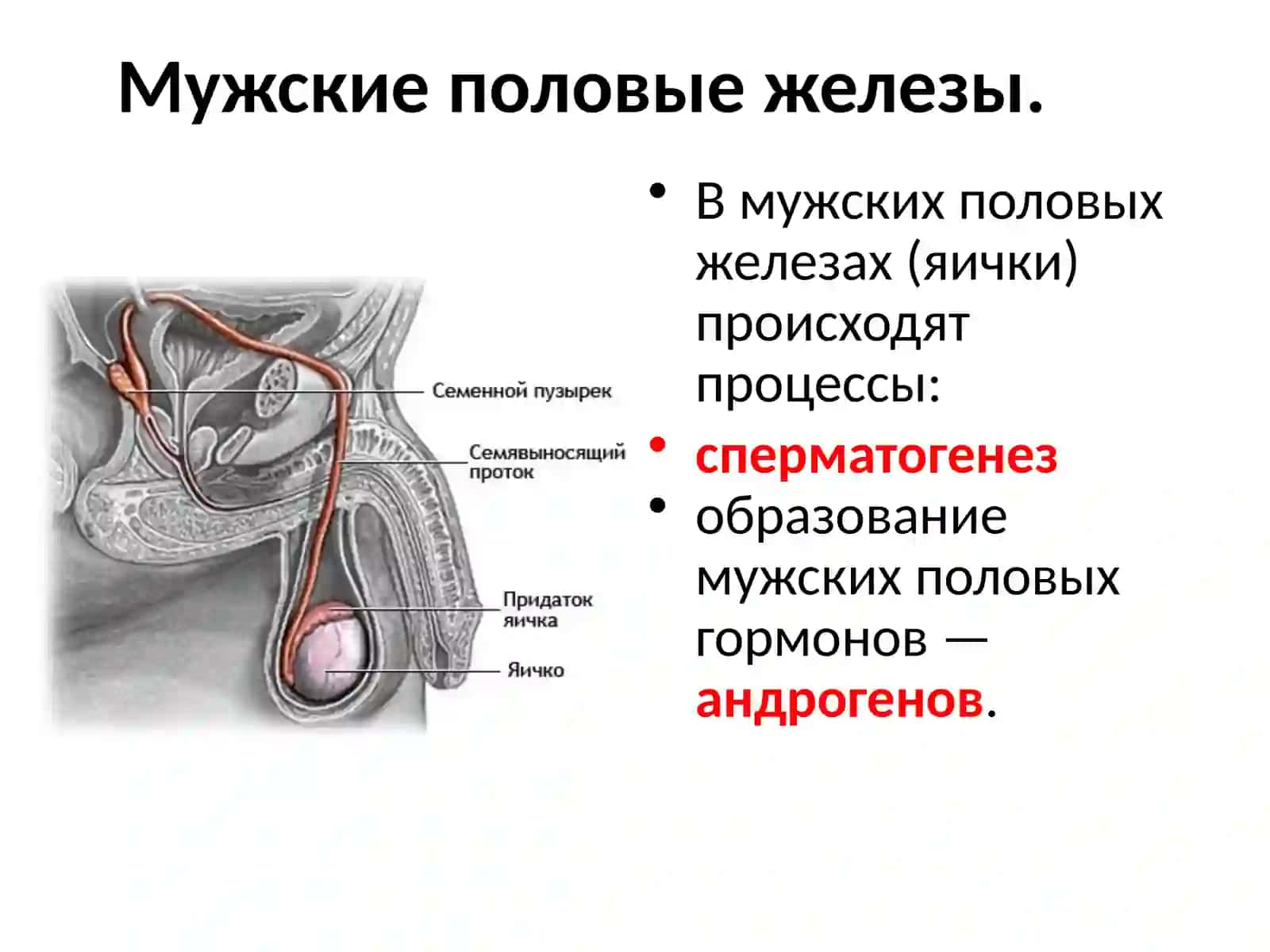 Половые железы 3