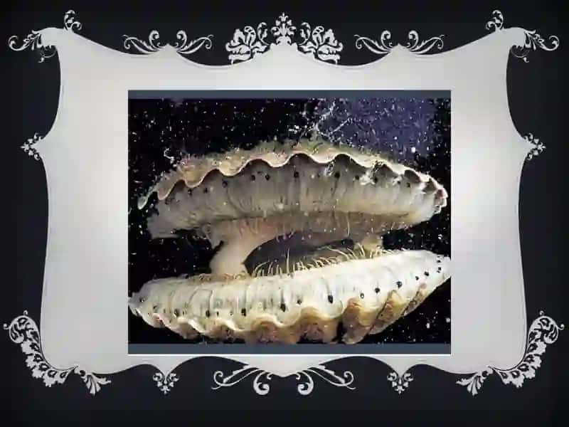 QORIN OYOQLILAR (GASTROPODLAR) HAZM QILISH SISTEMASI 3