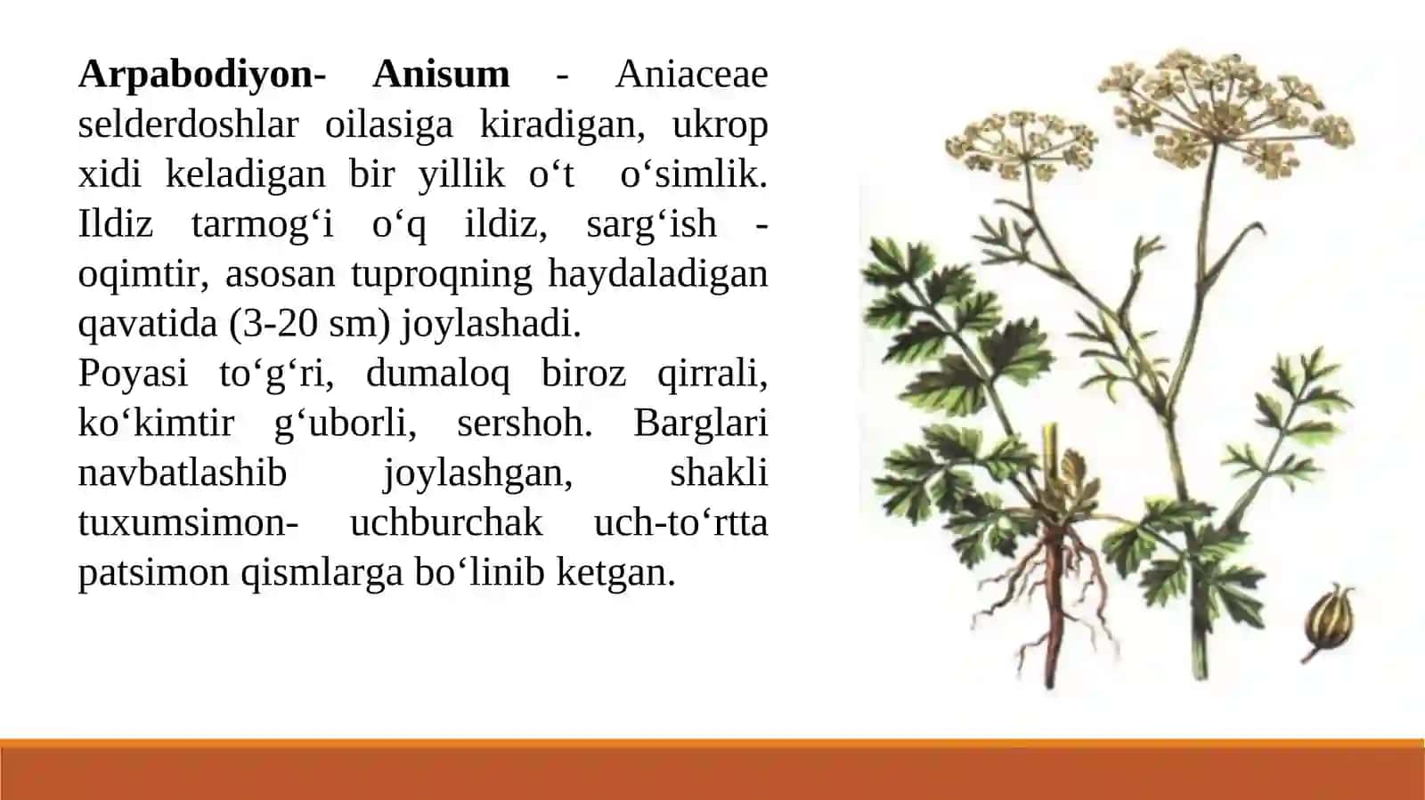 BIR YILLIK DORIVOR O‘SIMLIKLARNI YETISHTIRISH TEXNOLOGIYASI 3