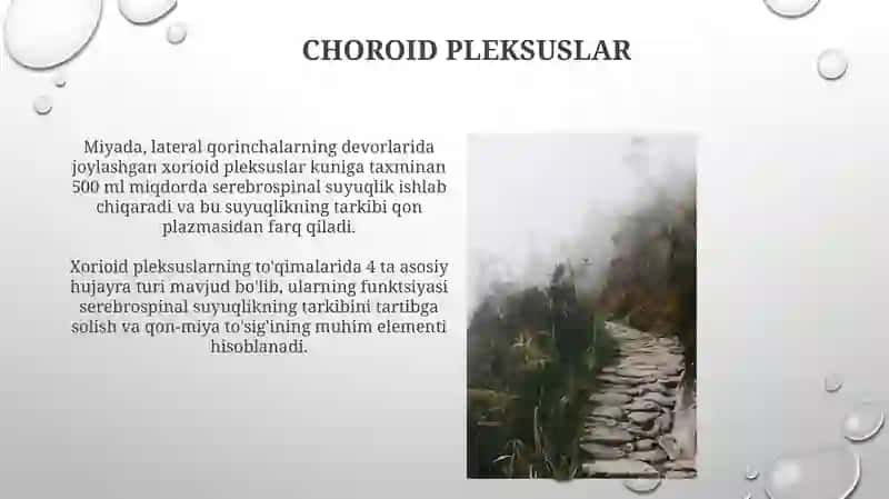 Choroid pleksuslar 3