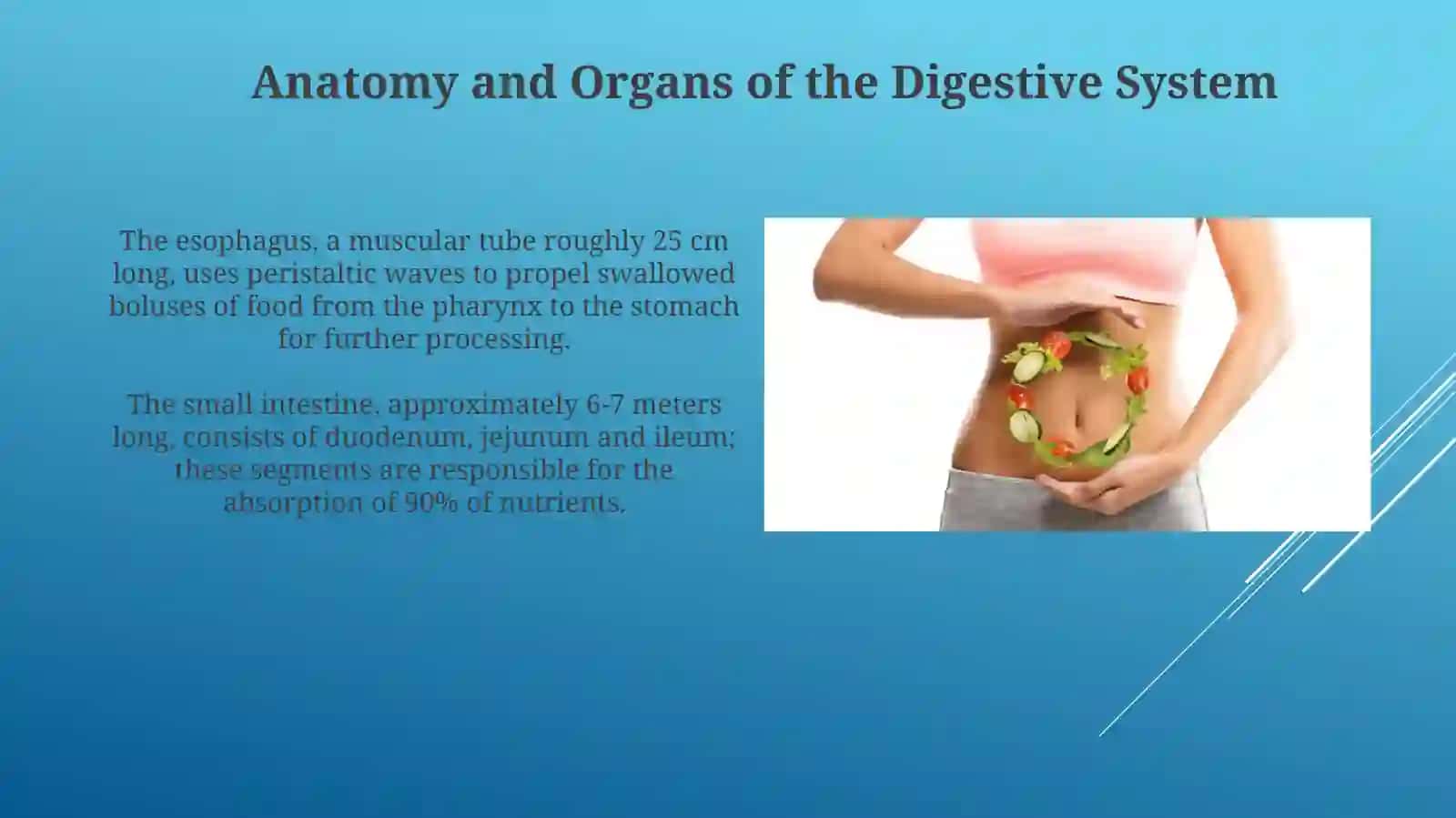 Digestive system 3