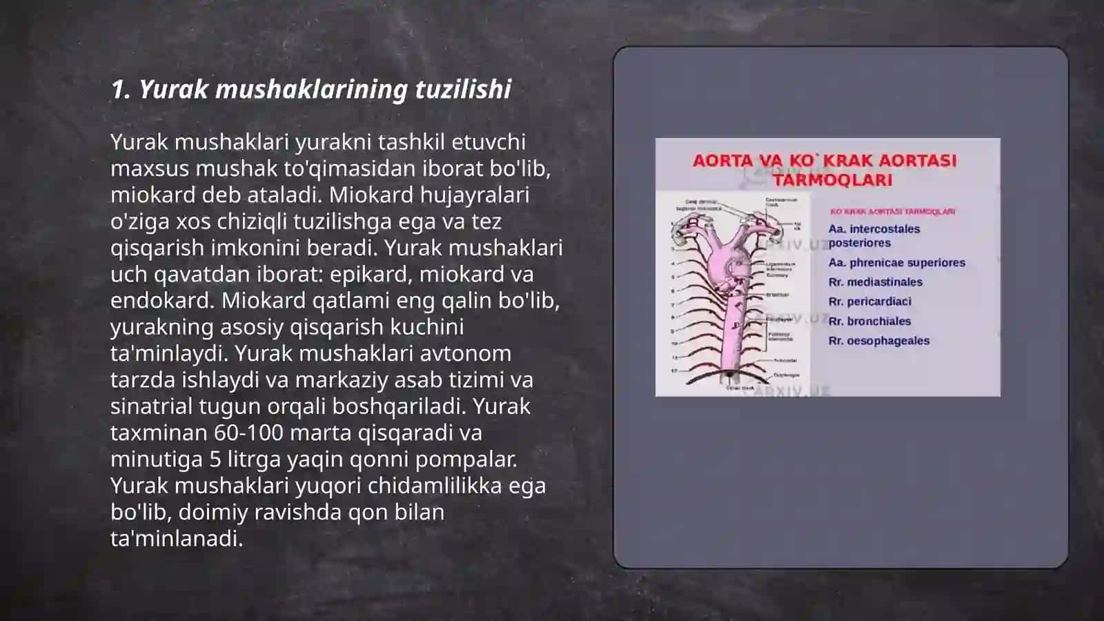 Qon aylanishi, yurak mushaklari 3