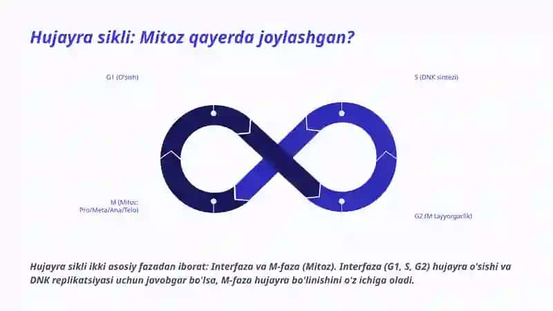 Mitoz 3