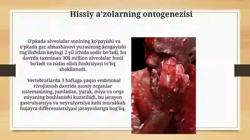 Umurtqalilarda organlar va uning ontofillogenizi 3