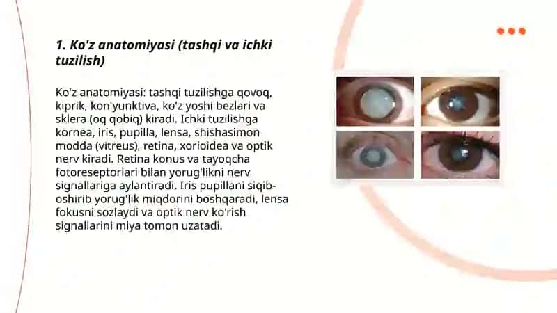 Ko'z anatomiyasi (tashqi va ichki tuzilish) 3