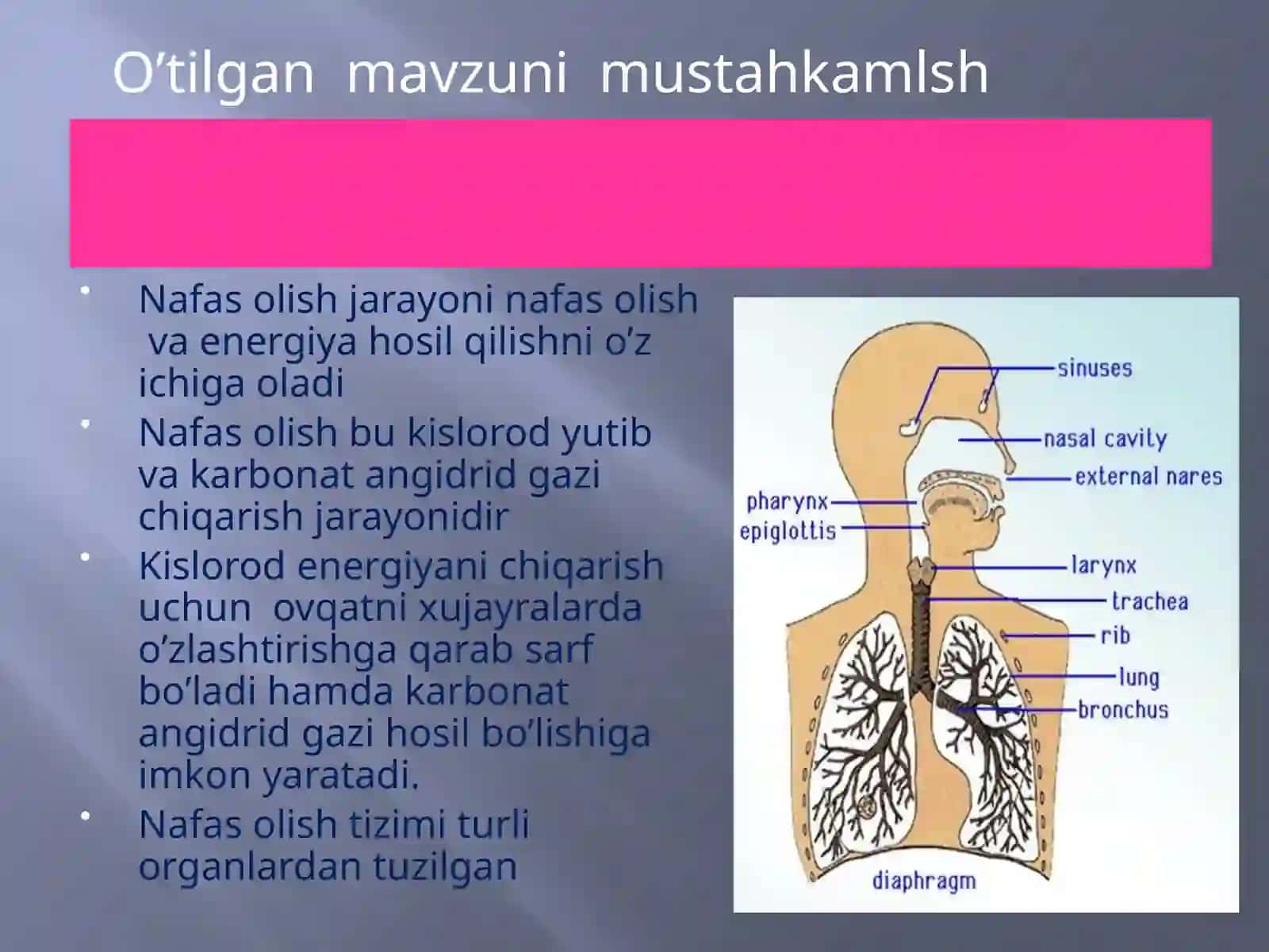 Odam nafas olish tizimi 3