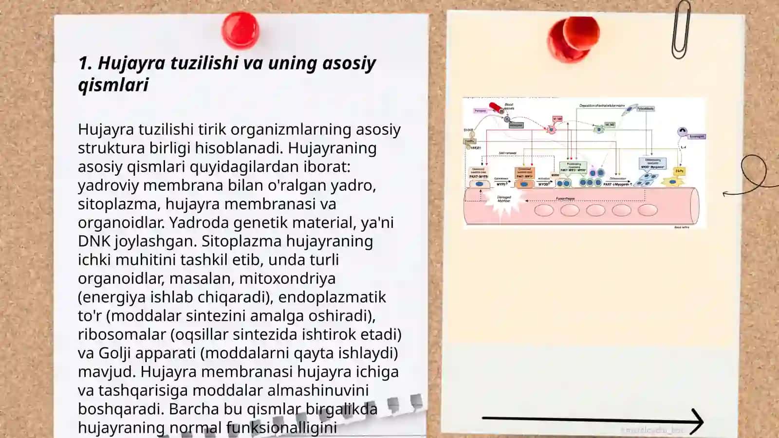 Hujayra fiziologiyasi va òsimlik hujayrasining òziga xos xususiyatlari 3