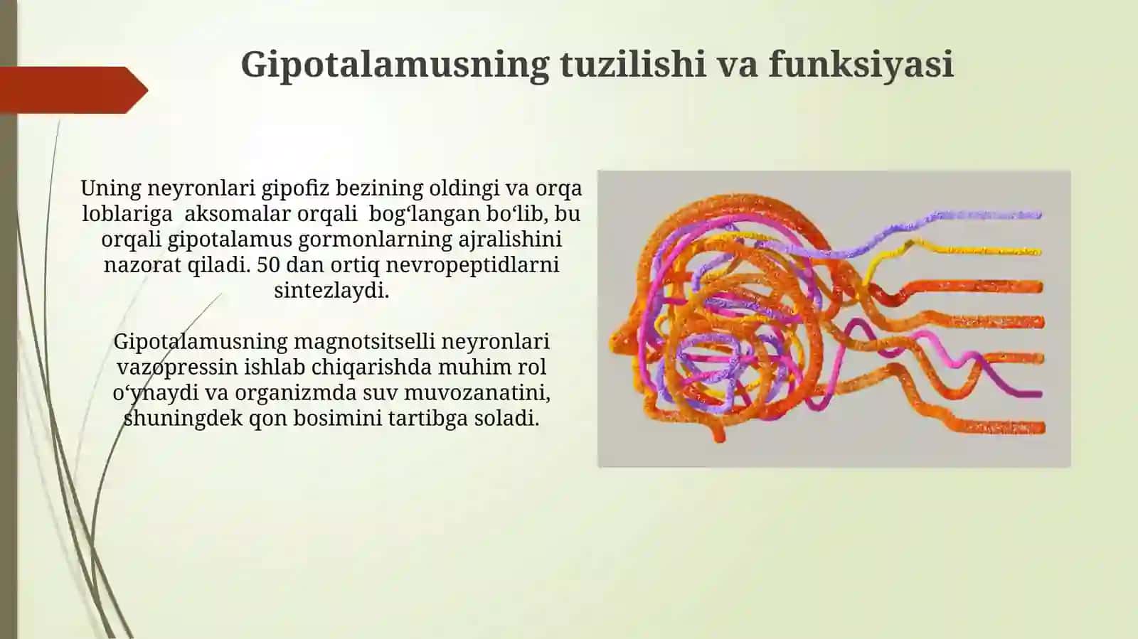 Ichki sekresiya bezlarining tuzilishi 3