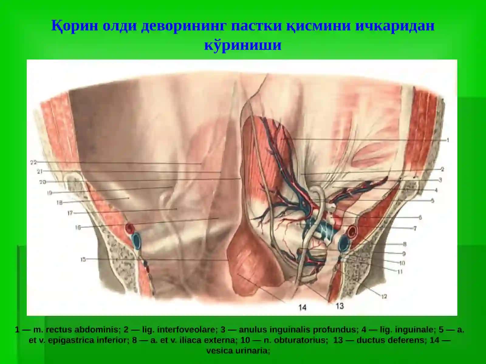 Чов, сон, киндик ва қорин оқ чизиғи чурралари 3
