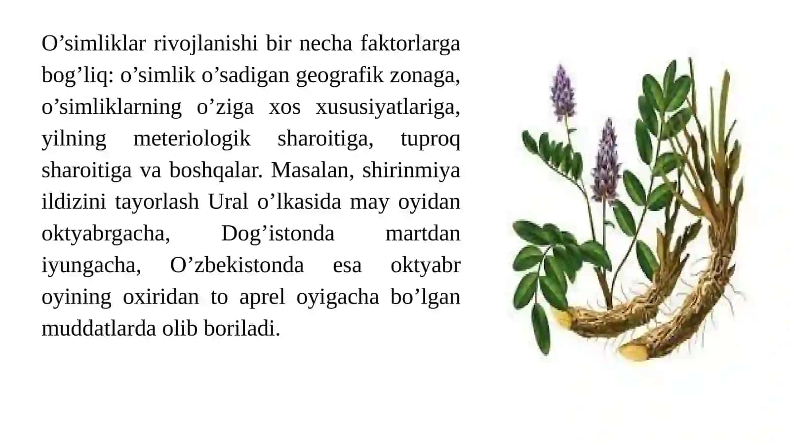 Dorivor O'simliklar Hom-ashyosini Tayyorlash va Birlamchi Ishlov Berish Usullari 3