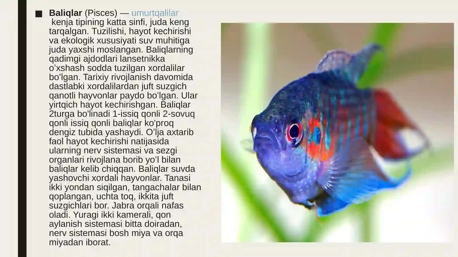 Baliqlarning Tuzilishi, Xilma-xilligi va Ekologiyasi 3