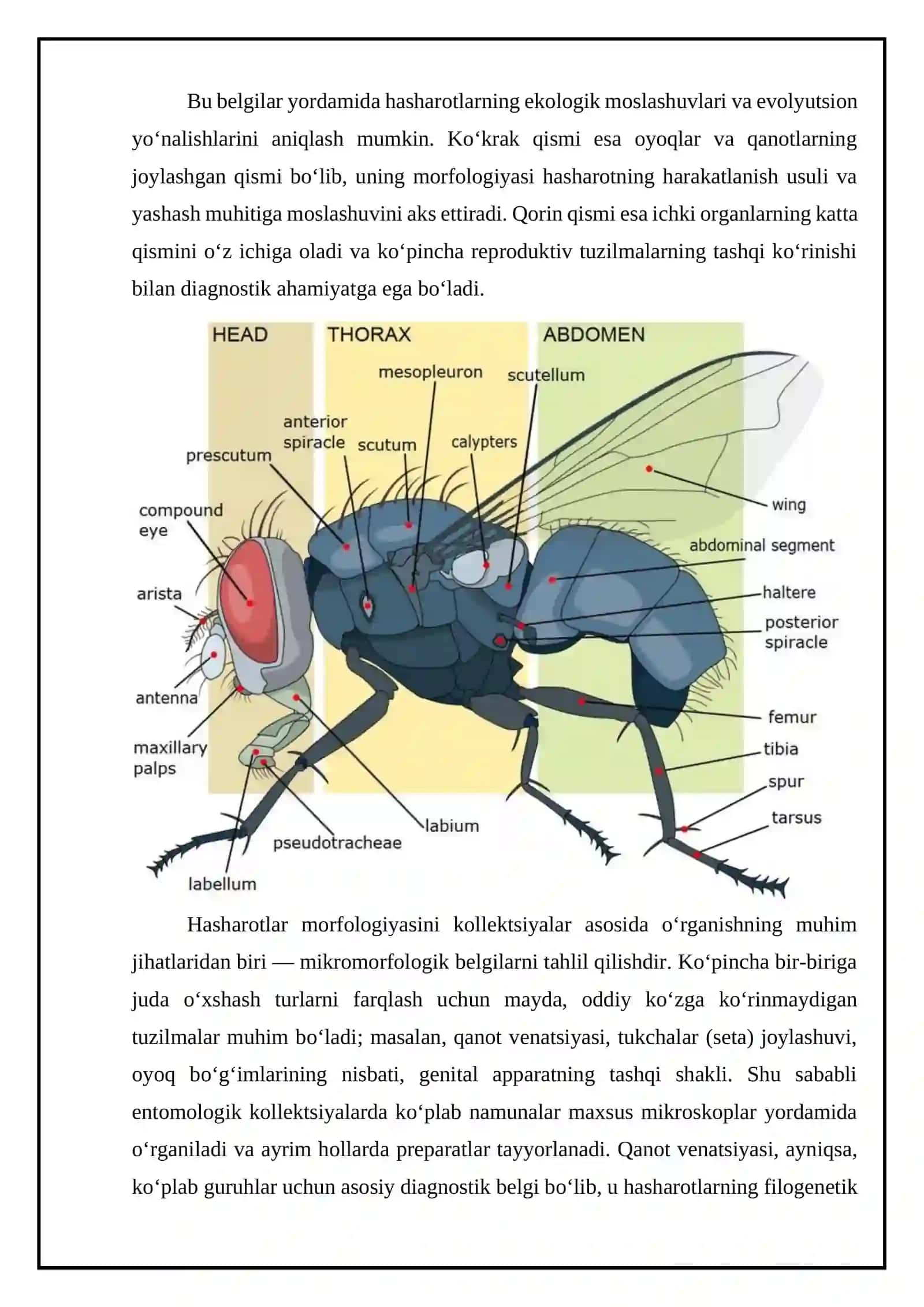 Hasharotlar kollektsiyalarini o‘rganish, ularning morfologiyasi va anatomiyasi 3