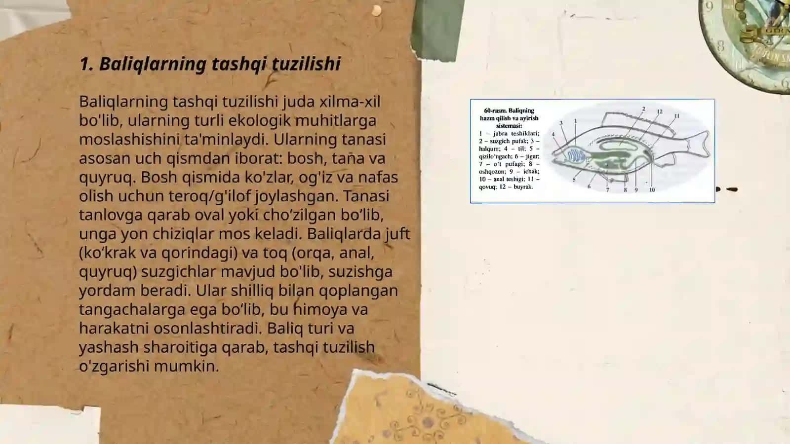 Baliqlarning tashqi va ichki tuzilishi,kòpayishi haqida 3