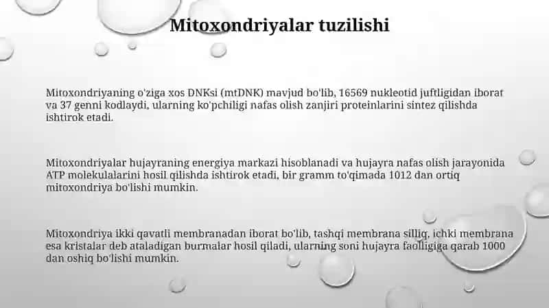 Mitoxondriya, Plastoidlar va Peroksisomalar tuzilishi 3